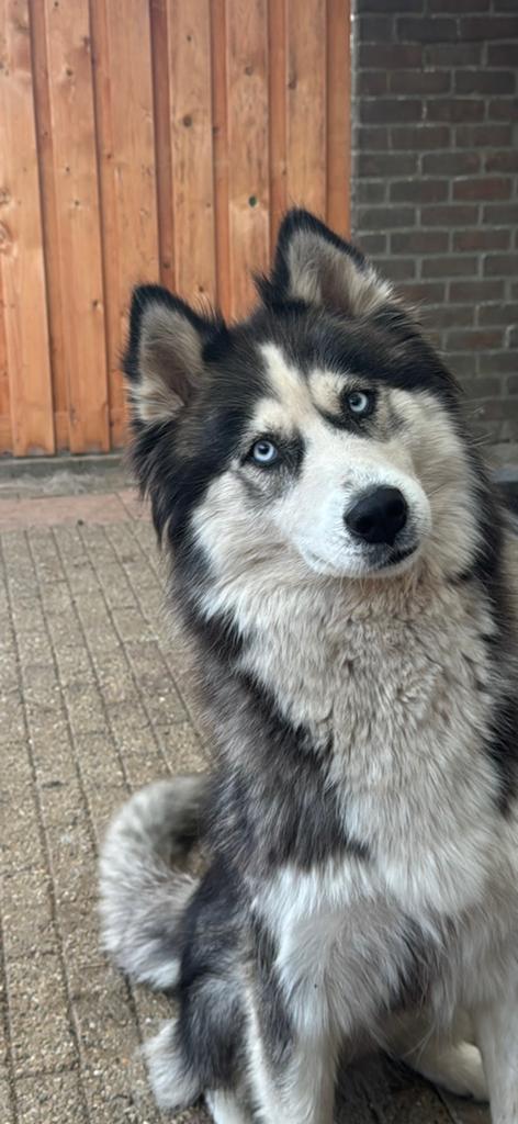 Opzoek naar een huisje voor lieve husky teef Maya, Dieren en Toebehoren, Honden | Poolhonden, Keeshonden en Oertypen, Teef, Overige rassen
