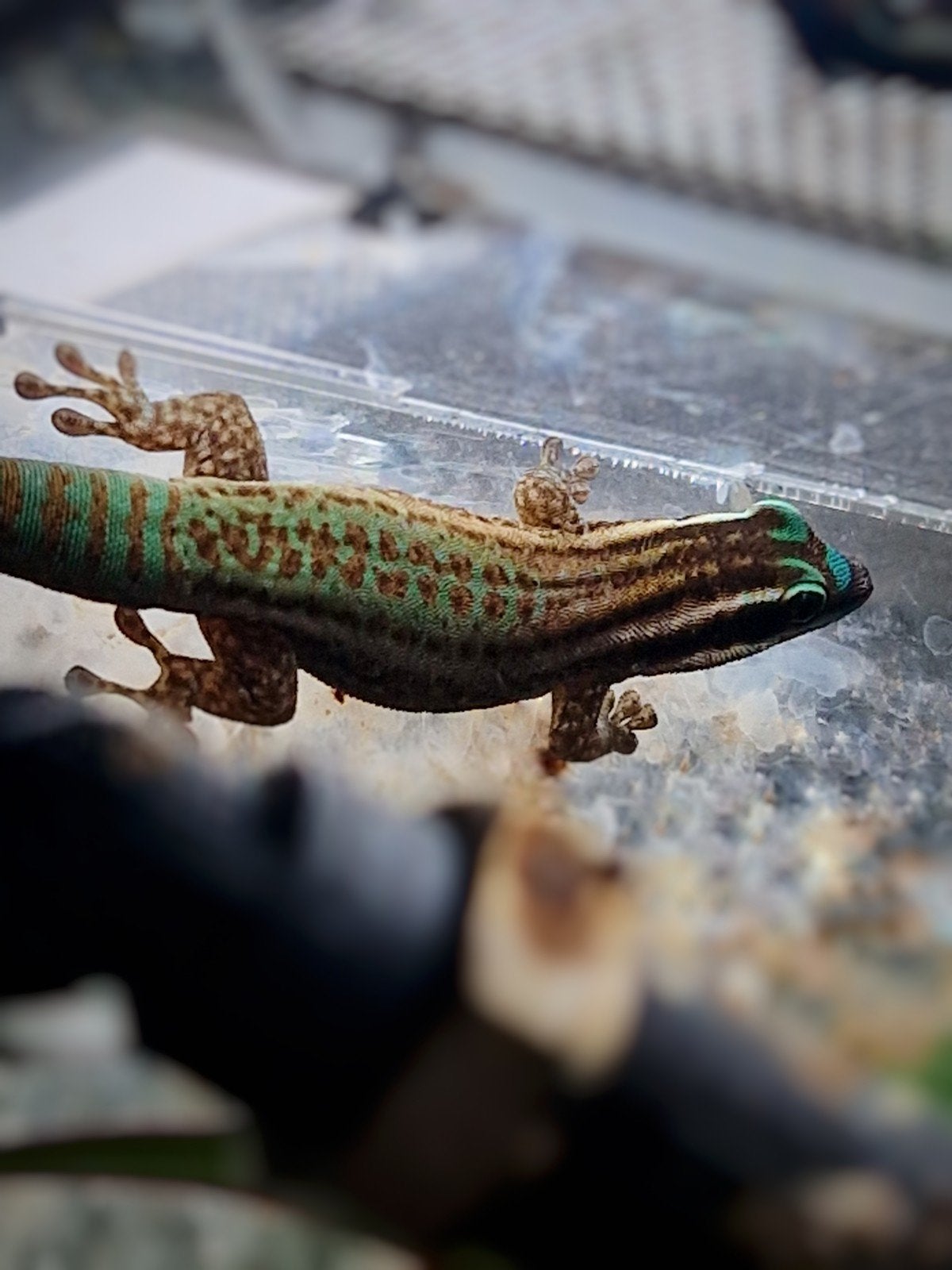 Phelsuma Ornata 0.0.5, 0 tot 2 jaar