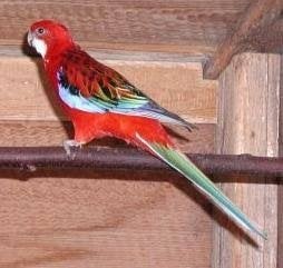 gevraagd  rosella golden, Dieren en Toebehoren, Vrouwelijk, Parkiet
