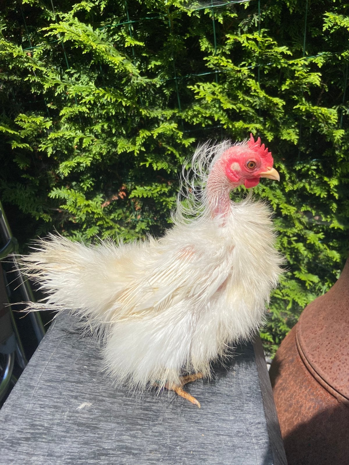 Zijdeveer krul serama hen circa 1 jaar, Dieren en Toebehoren, Pluimvee, Vrouwelijk, Kip