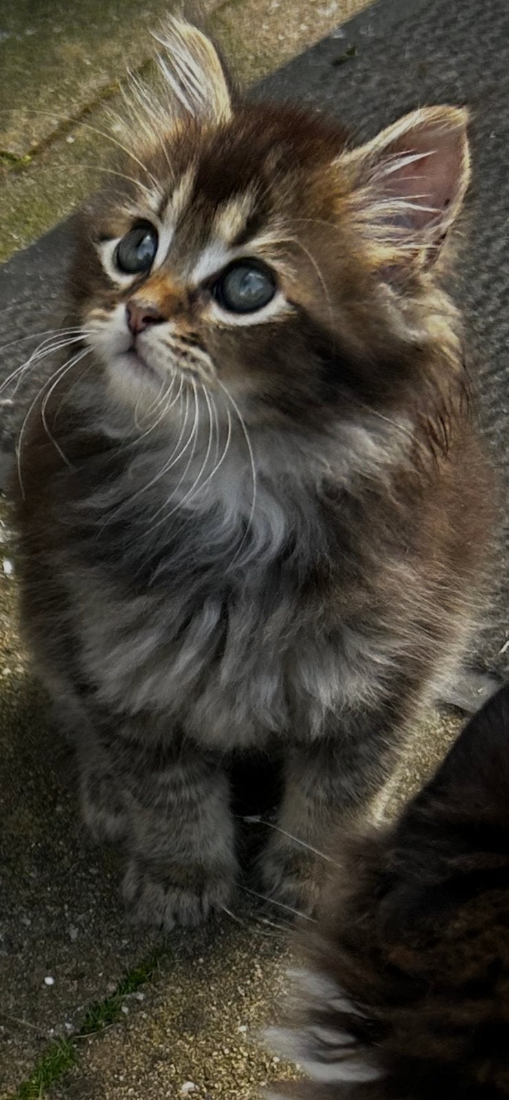Mooie en lieve Mainecoon kittens, Dieren en Toebehoren