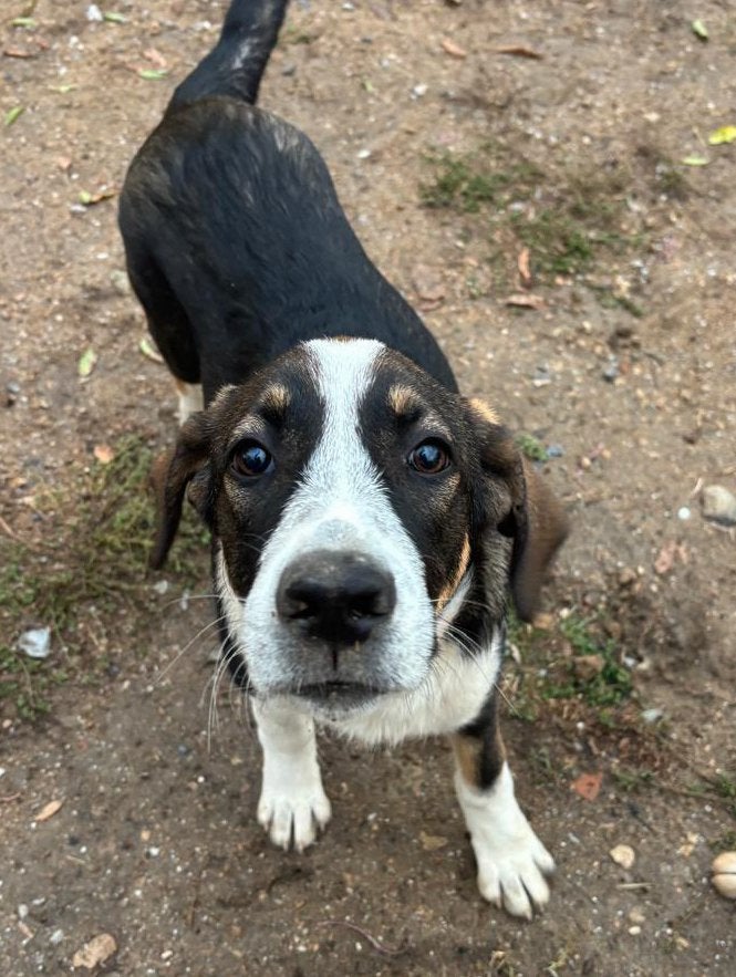 Marty – lieve, speelse puppy zoekt zijn eigen thuis, Particulier, Reu, 8 tot 15 weken, Buitenland