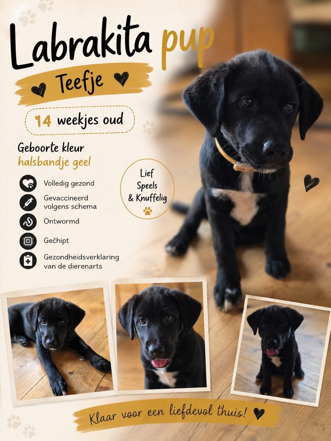 Laatste prachtige Labrakita pup teefje zoekt liefdevol huis, Dieren en Toebehoren, Parvo, 8 tot 15 weken, Groot, Meerdere