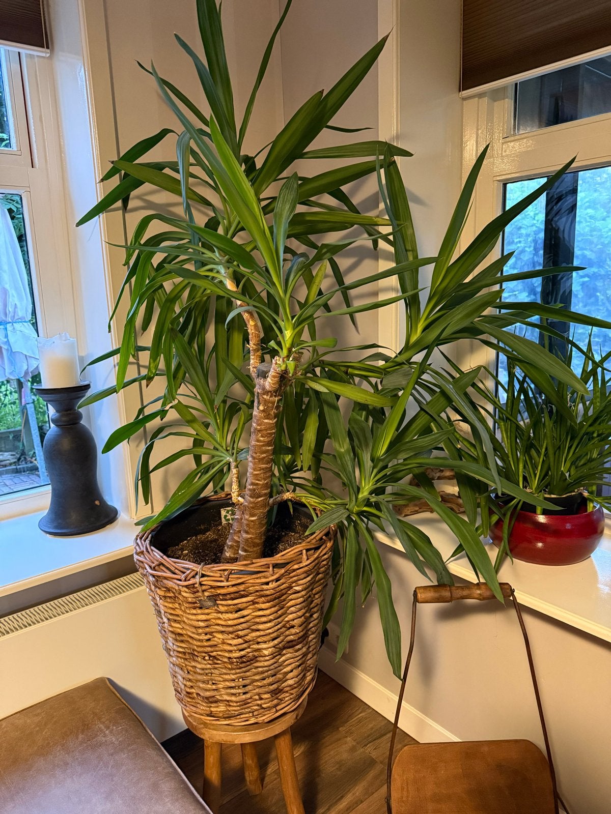 Grote Yucca en Zamioculcas planten met manden, Ophalen, 100 tot 150 cm, In pot, Yucca