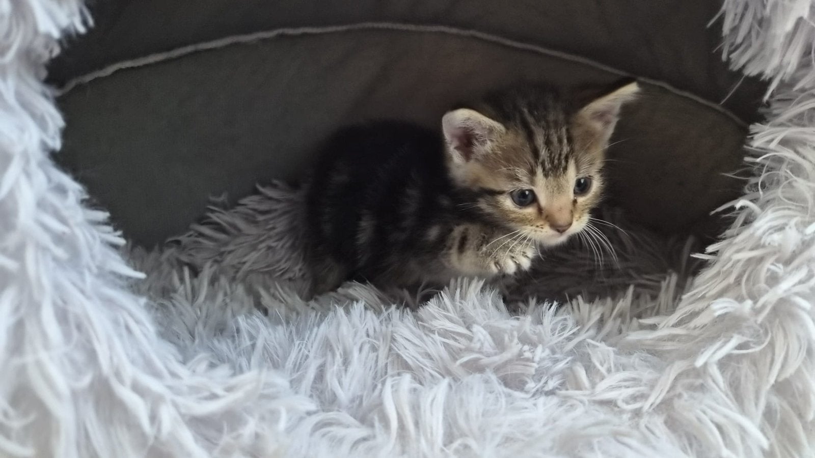 7 jonge kittens te koop, Meerdere dieren, Kortharig, 0 tot 2 jaar
