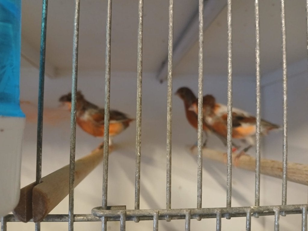 18 harlekijn kanaries, Meerdere dieren, Kleurkanarie