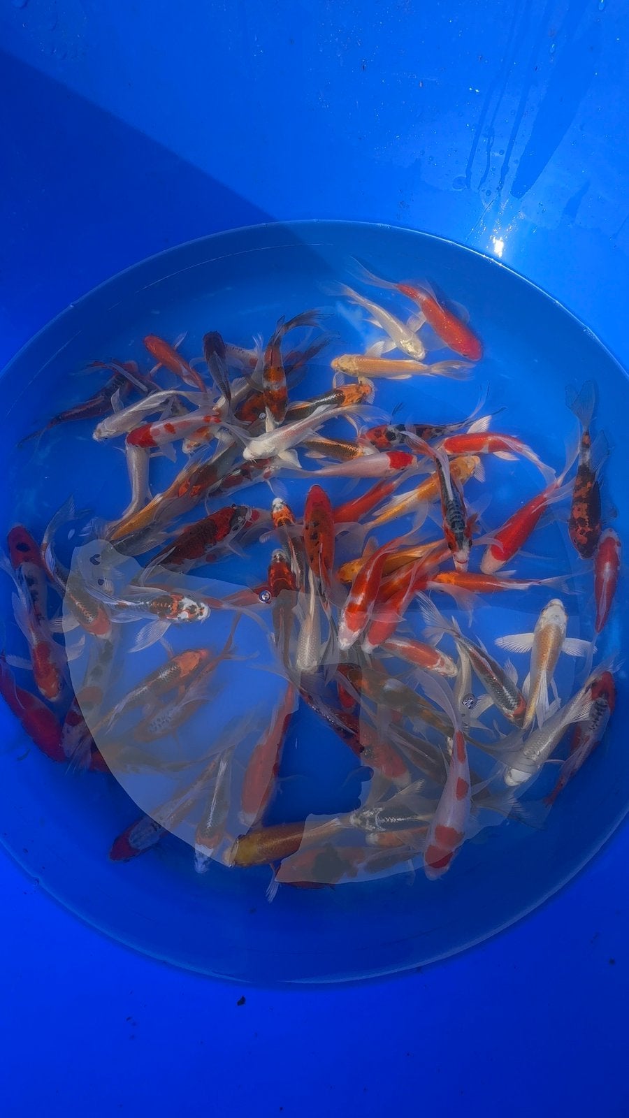 Butterfly koi mix, Dieren en Toebehoren, Vissen | Vijvervissen, Karper of Koi