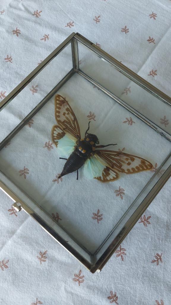 Opgezette Tosena Splendida, blauwe zangcicade + glazen kist, Ophalen of Verzenden, Zo goed als nieuw, Opgezet dier