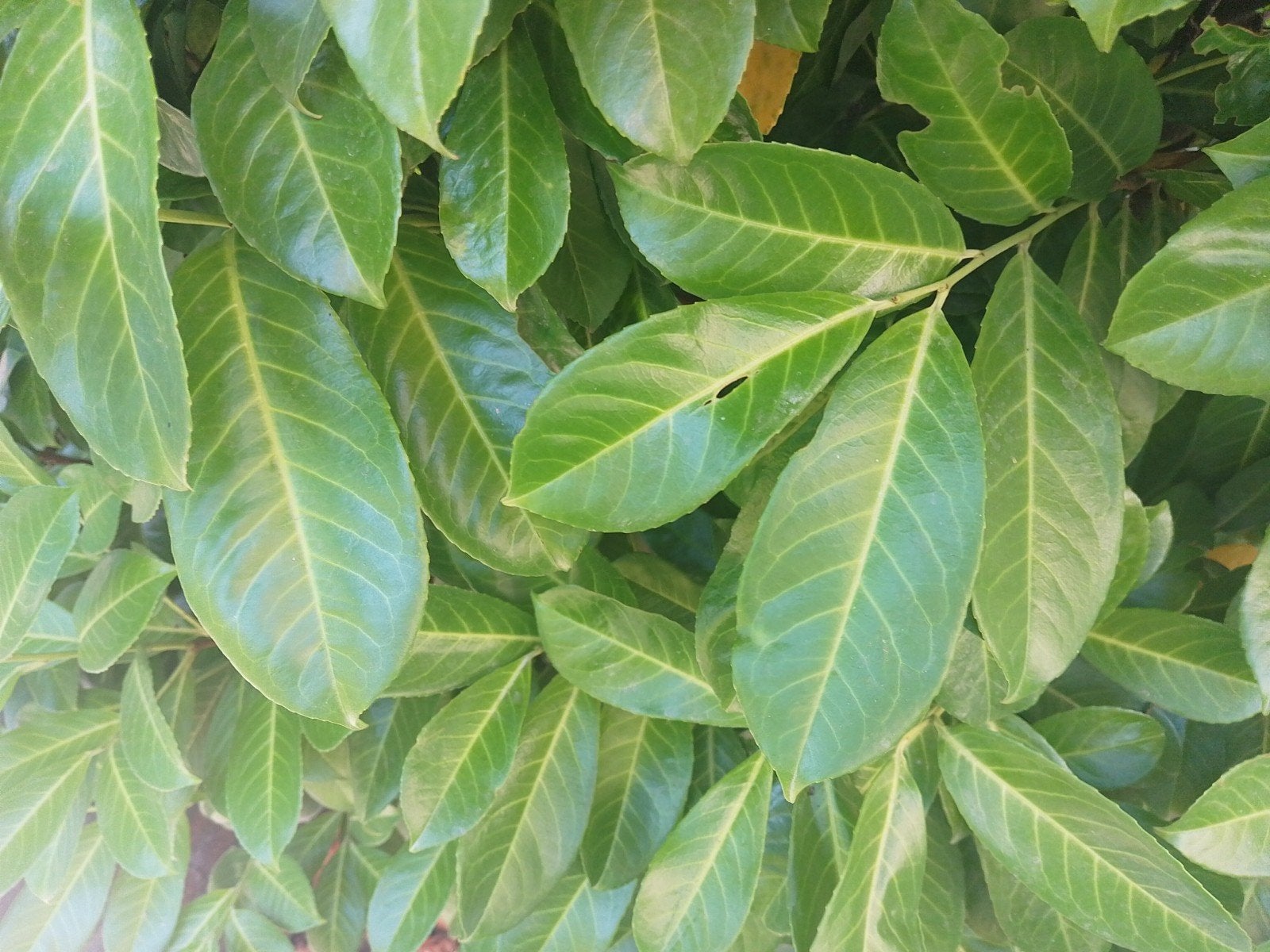 laurier boom / struik / heg, Ophalen, Laurier, 100 tot 250 cm