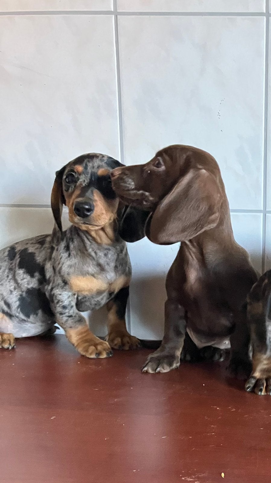 Teckel pups, CDV (hondenziekte), 8 tot 15 weken, Korthaar, Dwerg