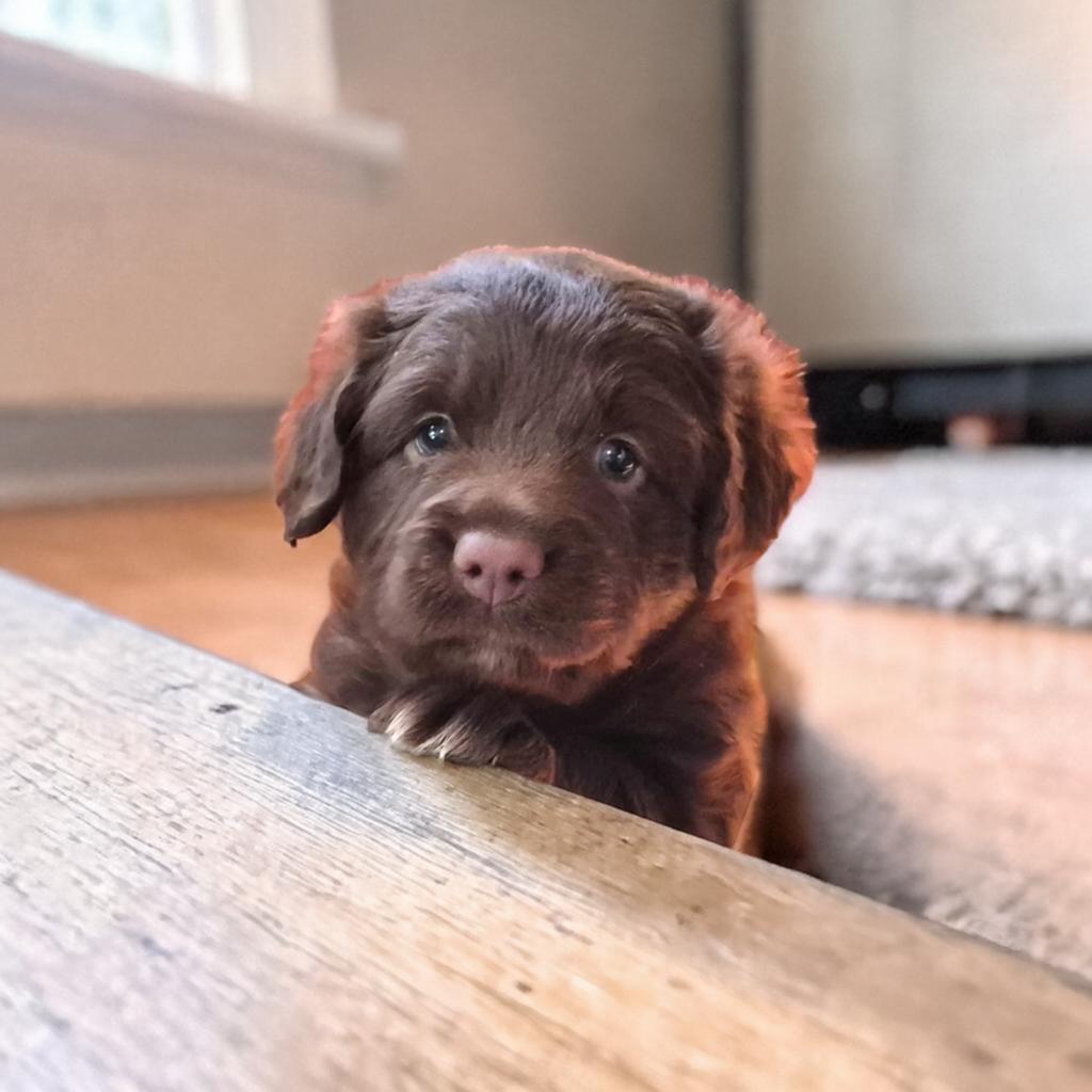 Mooie Australische labradoodele teefje, Dieren en Toebehoren, Honden | Herdershonden en Veedrijvers, 8 tot 15 weken, Teef, Parvo