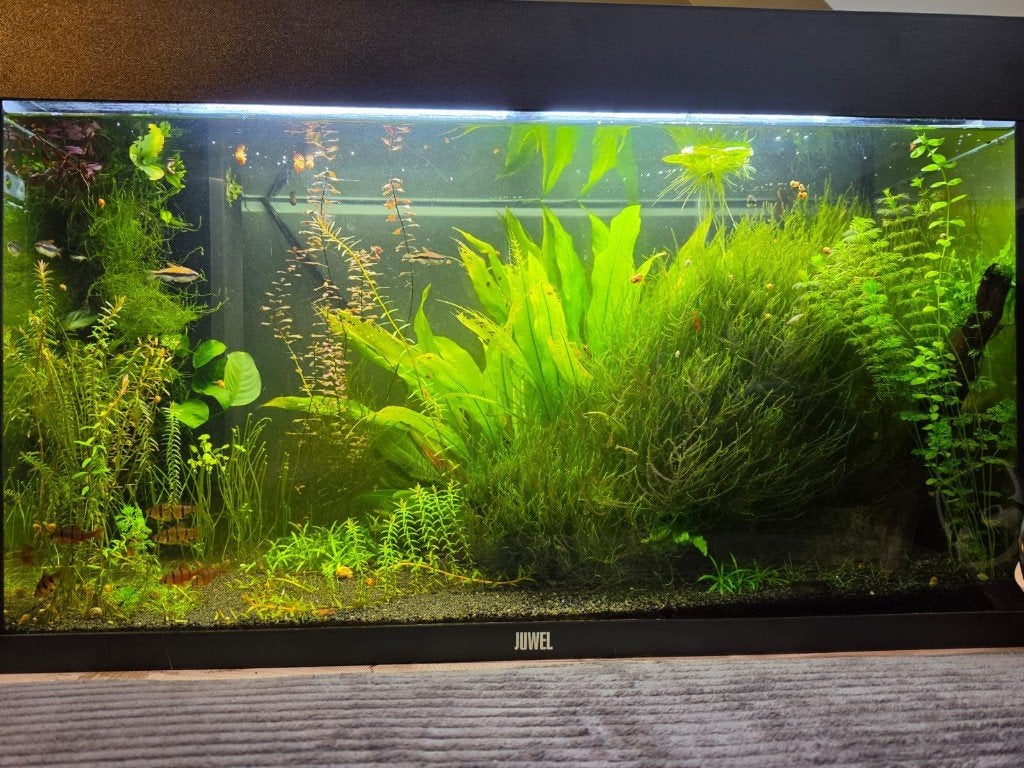 Juwel rio 125, Dieren en Toebehoren, Ophalen, Zo goed als nieuw, Leeg aquarium, Verwarming