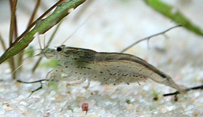 Glasgarnelen neocardina, Kreeft, Krab of Garnaal