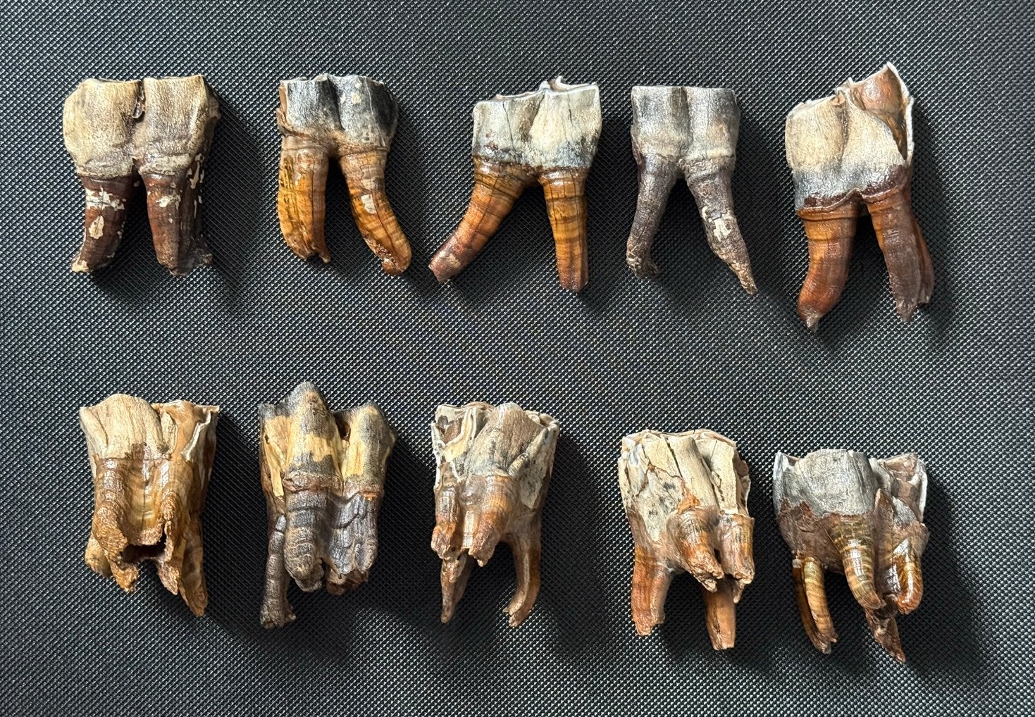 Wolharige neushoorn kiezen Siberië, Ophalen of Verzenden, Fossiel