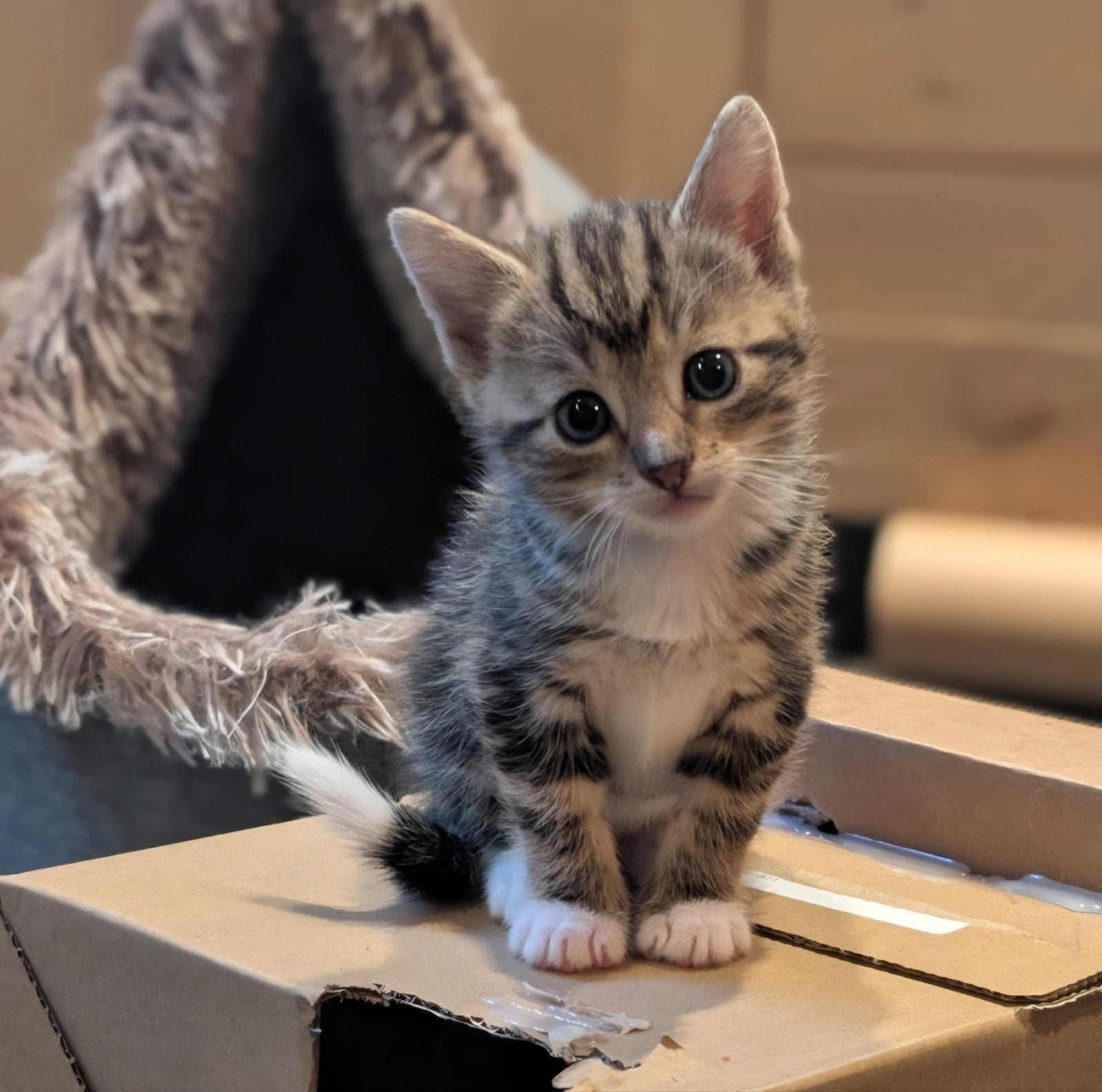 2 lieve kittens (poesen), Poes, Kortharig, 0 tot 2 jaar