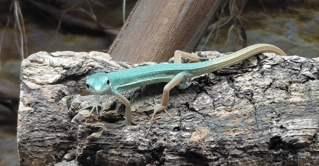 Takydromus smaragdinus – Smaragdgrasslanghagedis, Dieren en Toebehoren, Reptielen en Amfibieën, Hagedis, 0 tot 2 jaar