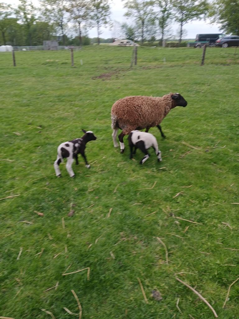 Ooi met 2 rammetjes, Meerdere dieren, Schaap