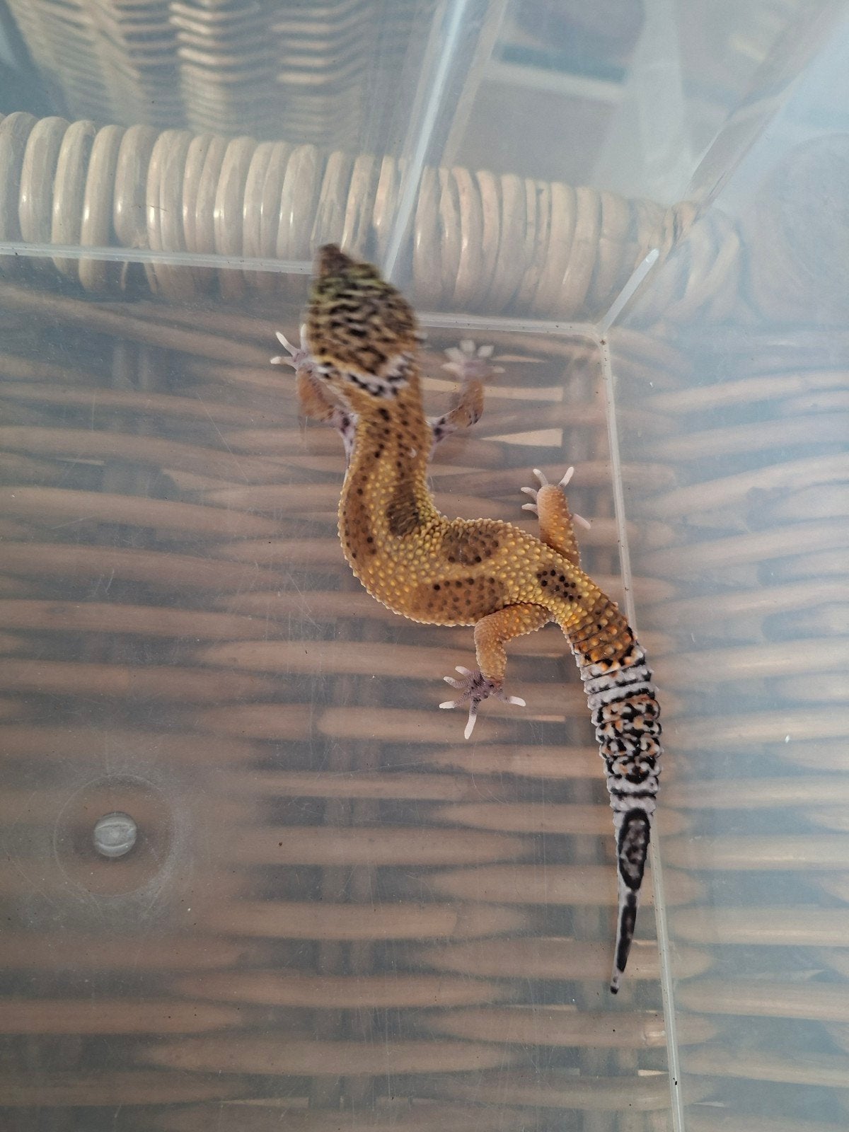Eublepharis Macularius luipaardgekko man en vrouwen te koop Leopard Gecko photo 6