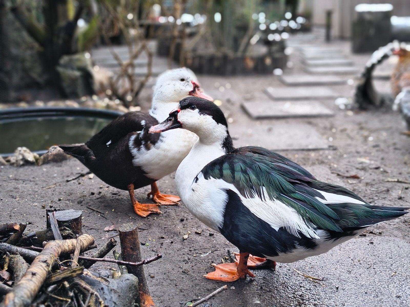 Twee prachtige, lieve eenden | nieuw thuis gezocht, Dieren en Toebehoren, Pluimvee, Mannelijk, Eend
