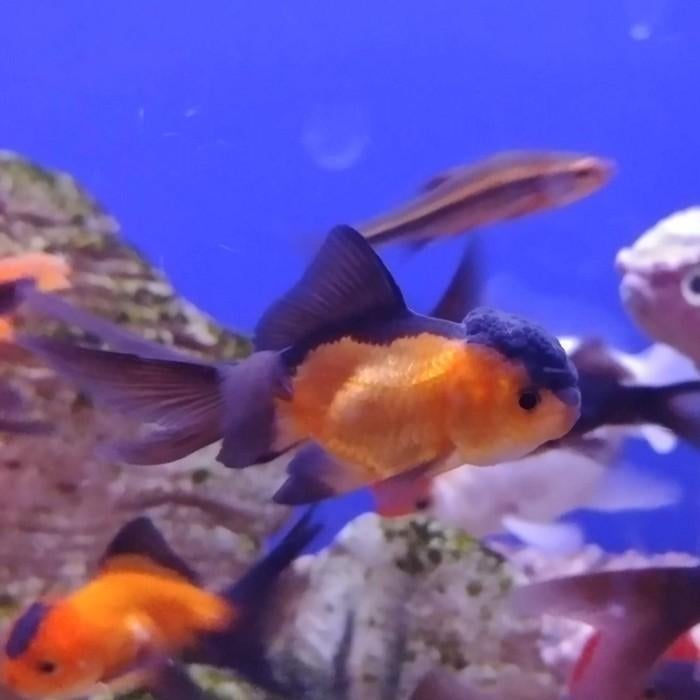 Carrasius auratus, Vis