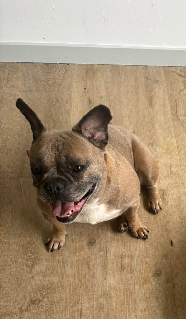 Mooie Franse Bulldog teefje te koop – 4,5 jaar oud, Dieren en Toebehoren, 1 tot 2 jaar, Teef, Parvo, Bulldog