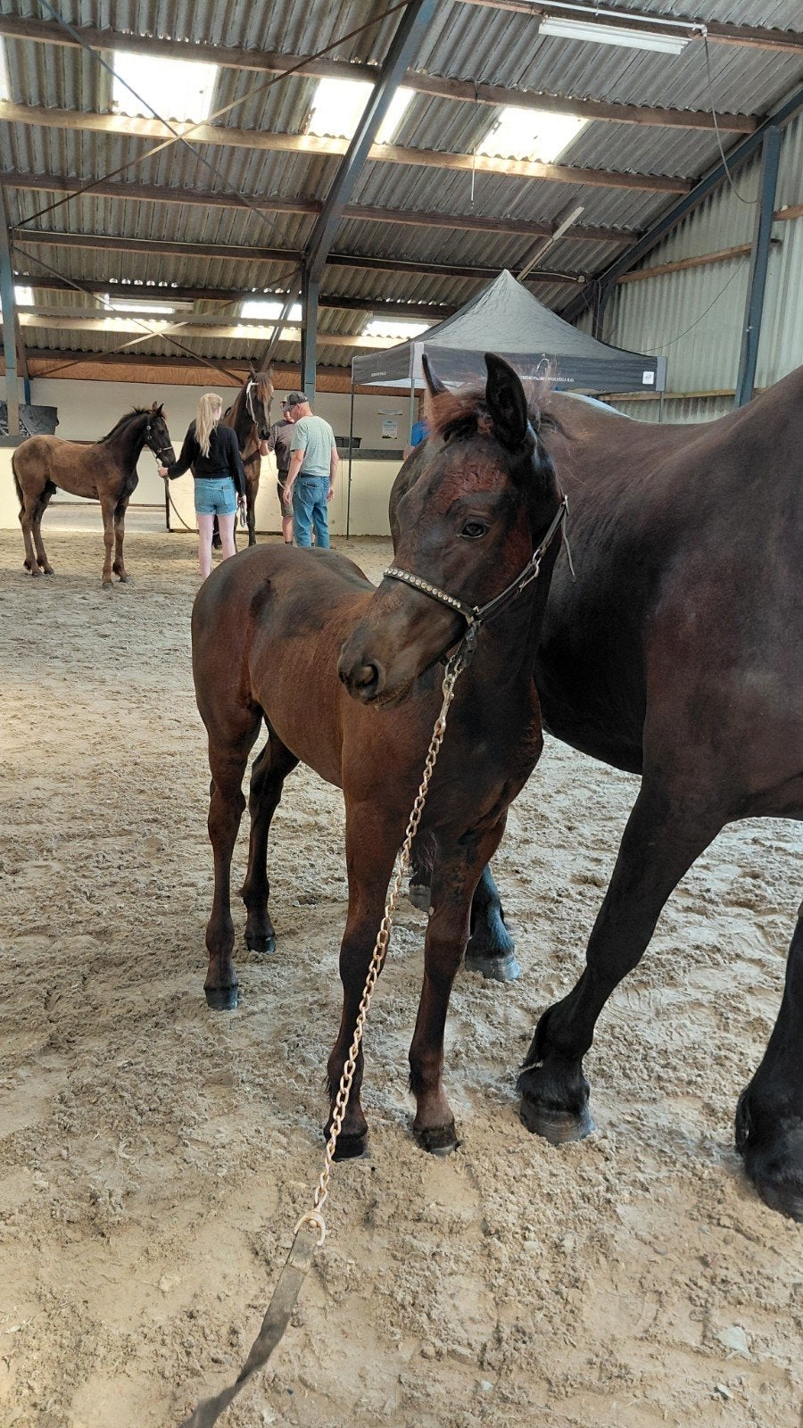 Ietze van de Fallendahoeve, fries hengst veulen, Dieren en Toebehoren, Met stamboom, Niet van toepassing, Dressuurpaard, 0 tot 2 jaar