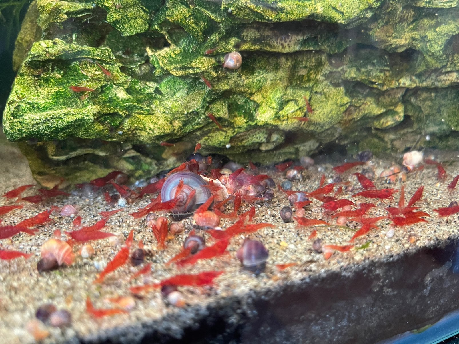 Bloodymary garnalen, Dieren en Toebehoren, Vissen | Aquariumvissen, Kreeft, Krab of Garnaal, Zoetwatervis