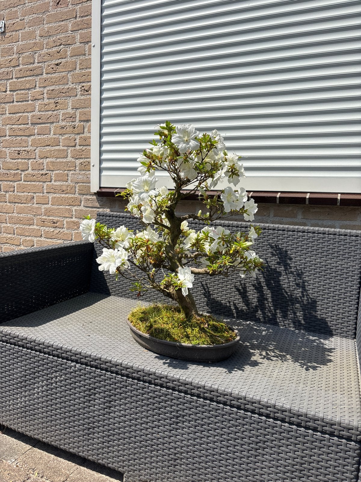 Prachtige bloeiende Bonsai Azalea - Wit, Overige soorten, Vaste plant, Ophalen of Verzenden, Halfschaduw