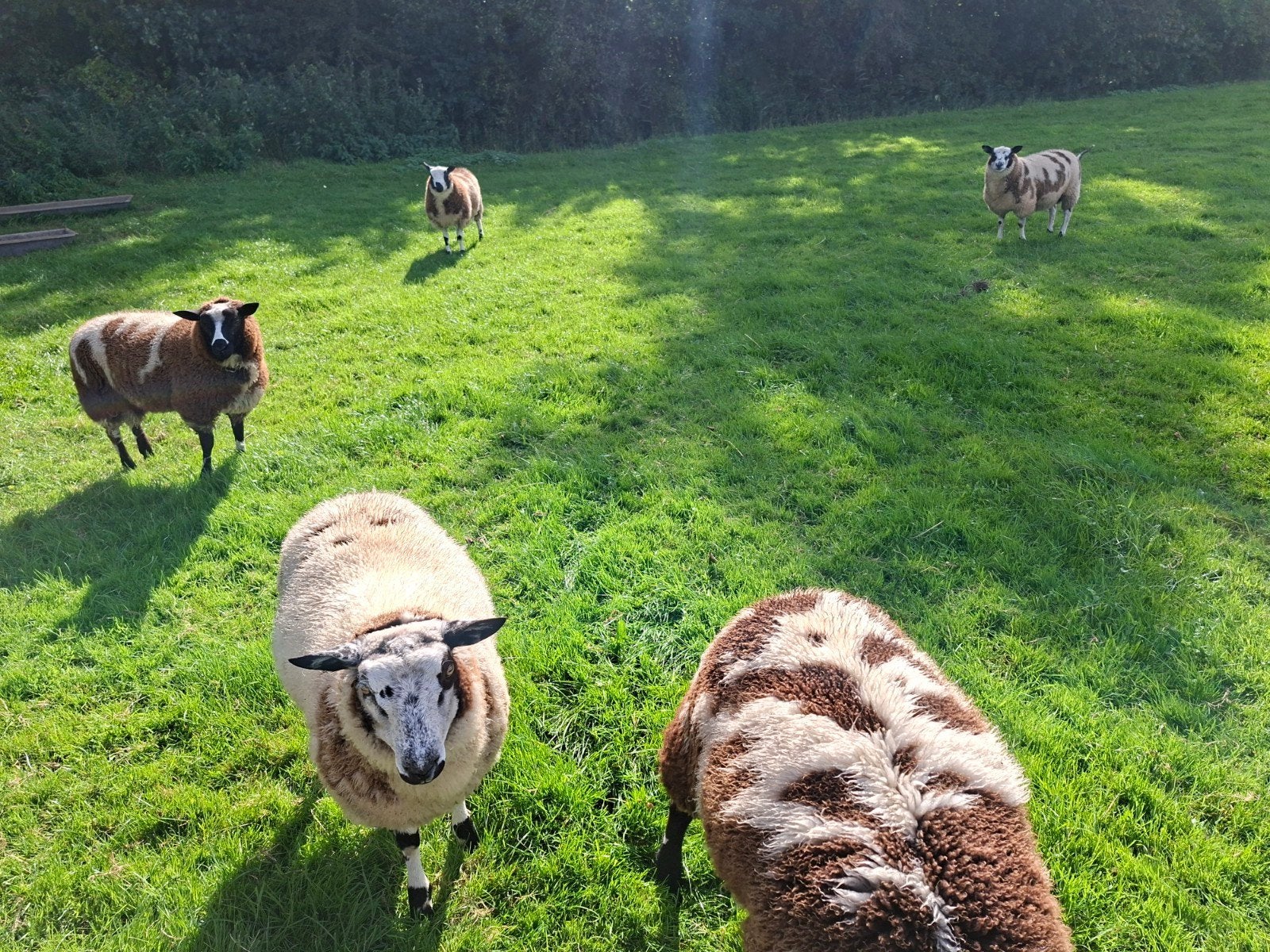 5 Bonte Rammen / Dekrammen, Mannelijk, Schaap, 0 tot 2 jaar