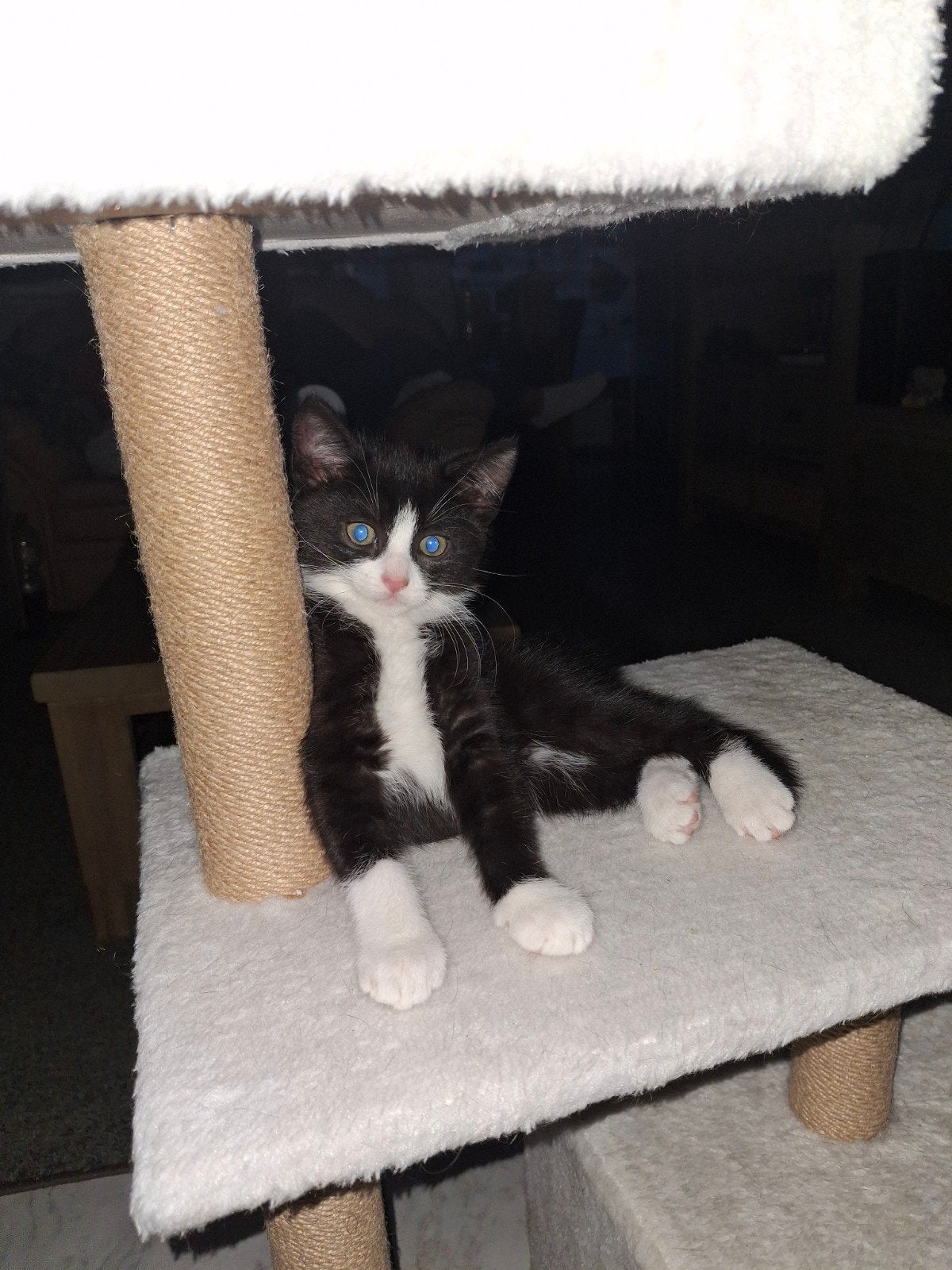 Maine Coon kruising Europees korthaar poesje, Dieren en Toebehoren, Poes, Langharig, 0 tot 2 jaar