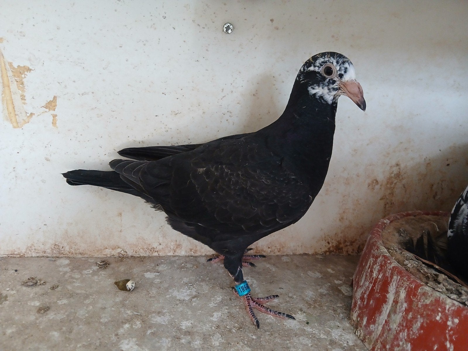 Jonge Scherens-Vangramberen postduiven, Dieren en Toebehoren, Vogels | Duiven, Meerdere dieren, Postduif