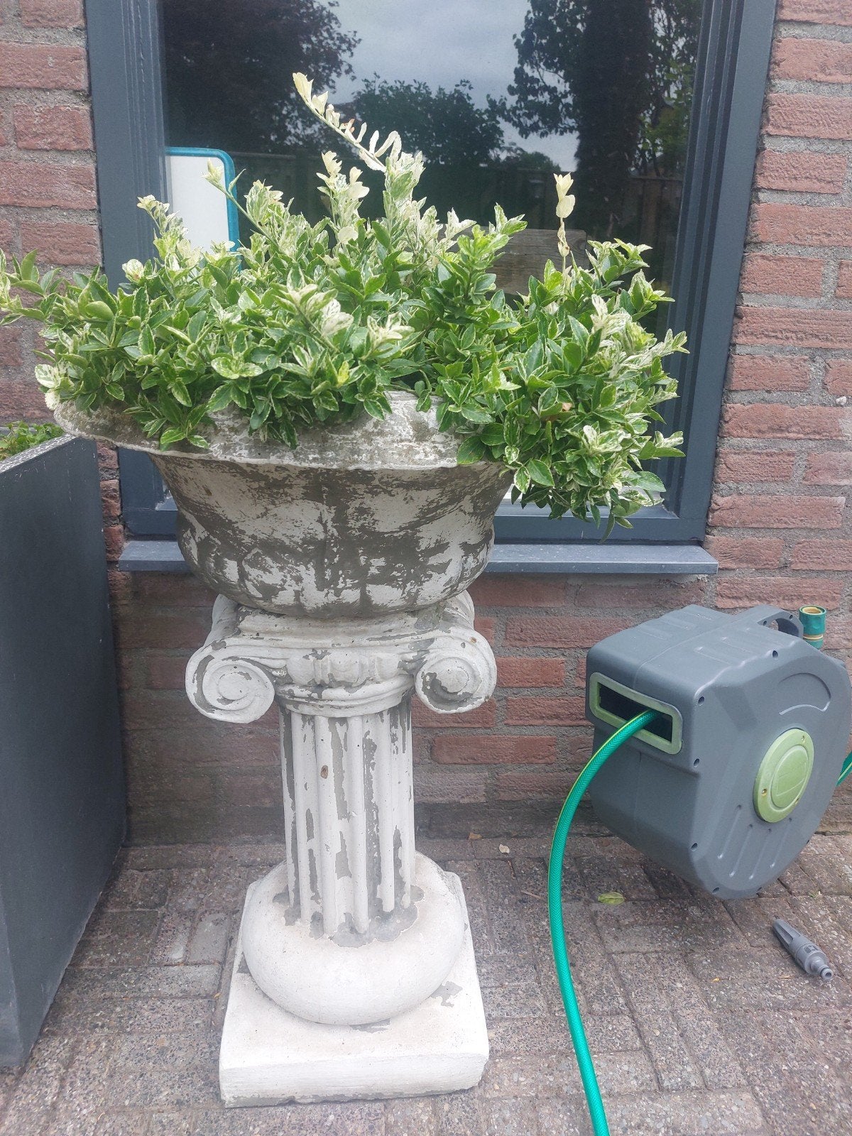 mooie betonnen bloembak in oude look/stijl met mooie plant, Tuin en Terras, Ophalen, Rond, Beton, 60 cm of meer