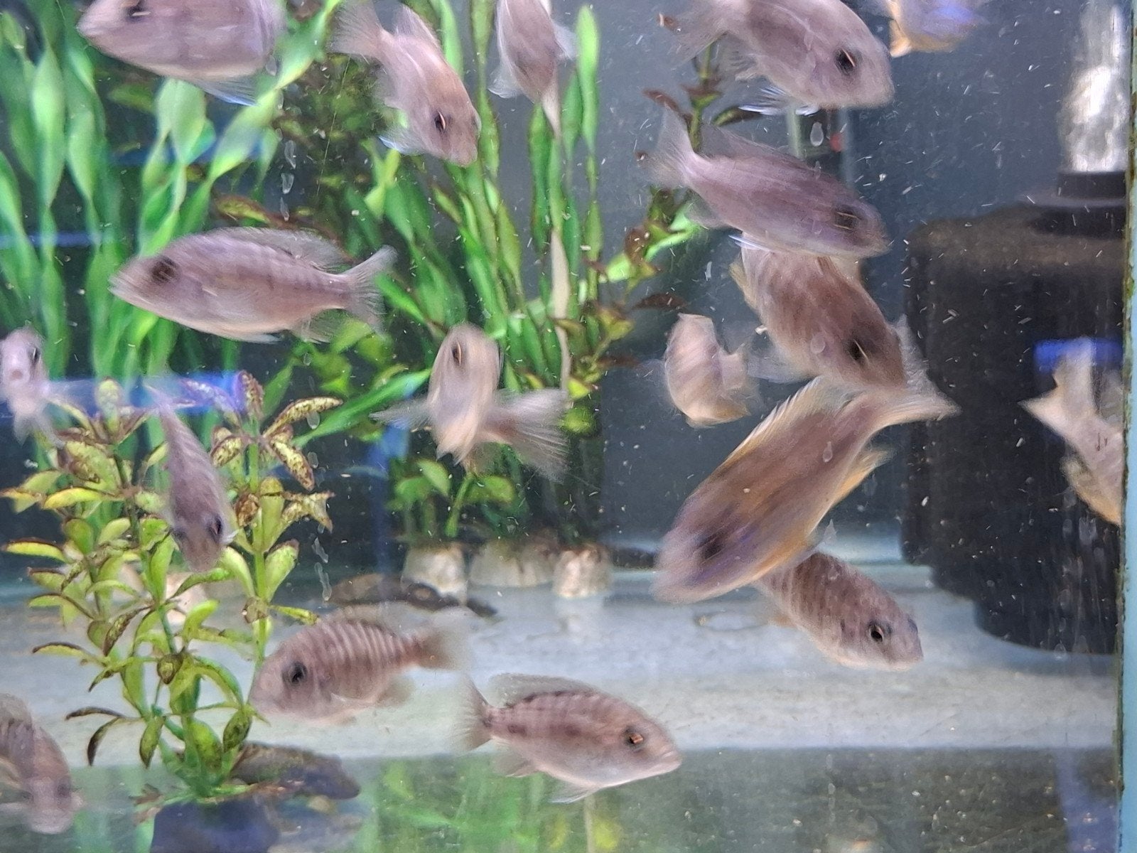 aulonocara maleri gold  Malawi cichlide