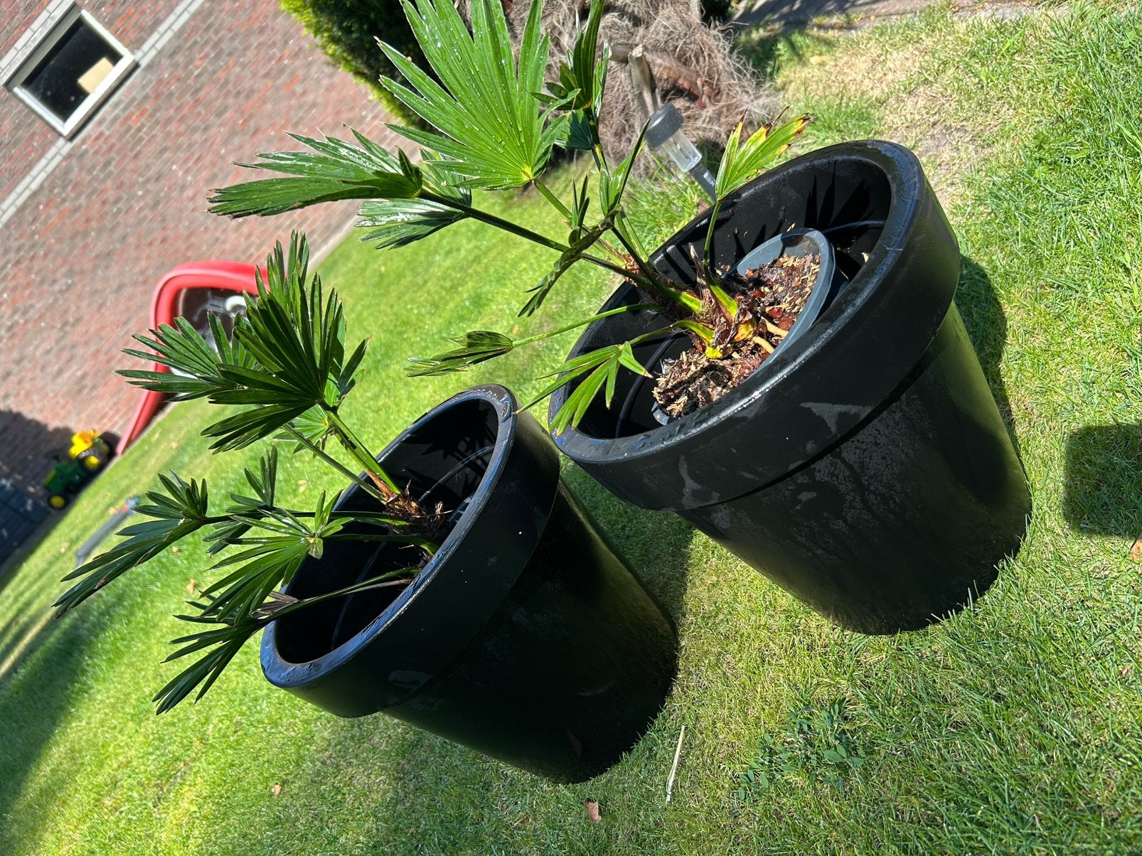 2 x mini palmboom Trachycarpus fortunei met pot, Minder dan 100 cm, Zomer, Palmboom, Ophalen