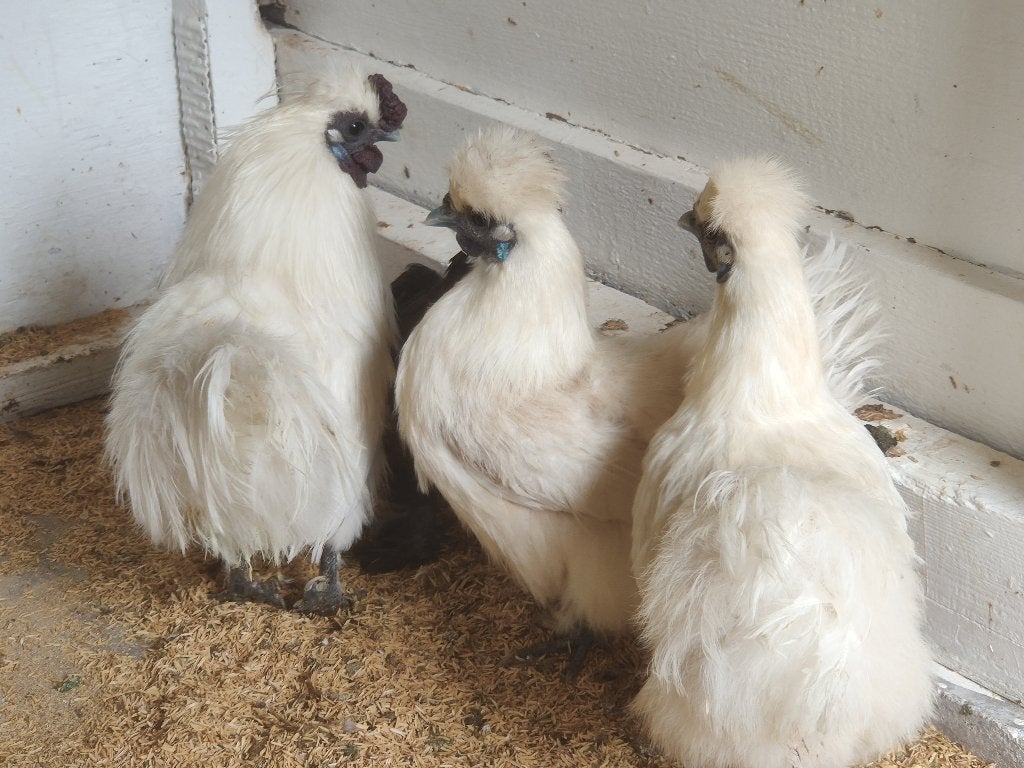 Te koop trio zijdehoenders, Dieren en Toebehoren, Pluimvee, Meerdere dieren, Kip