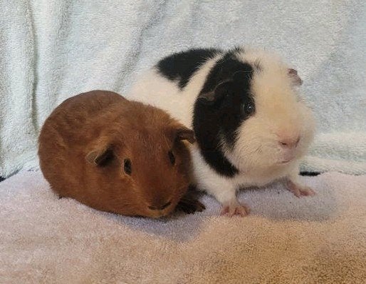 2 schattige jonge cavia beertjes, Dieren en Toebehoren, Cavia, Mannelijk, Juli, Tam