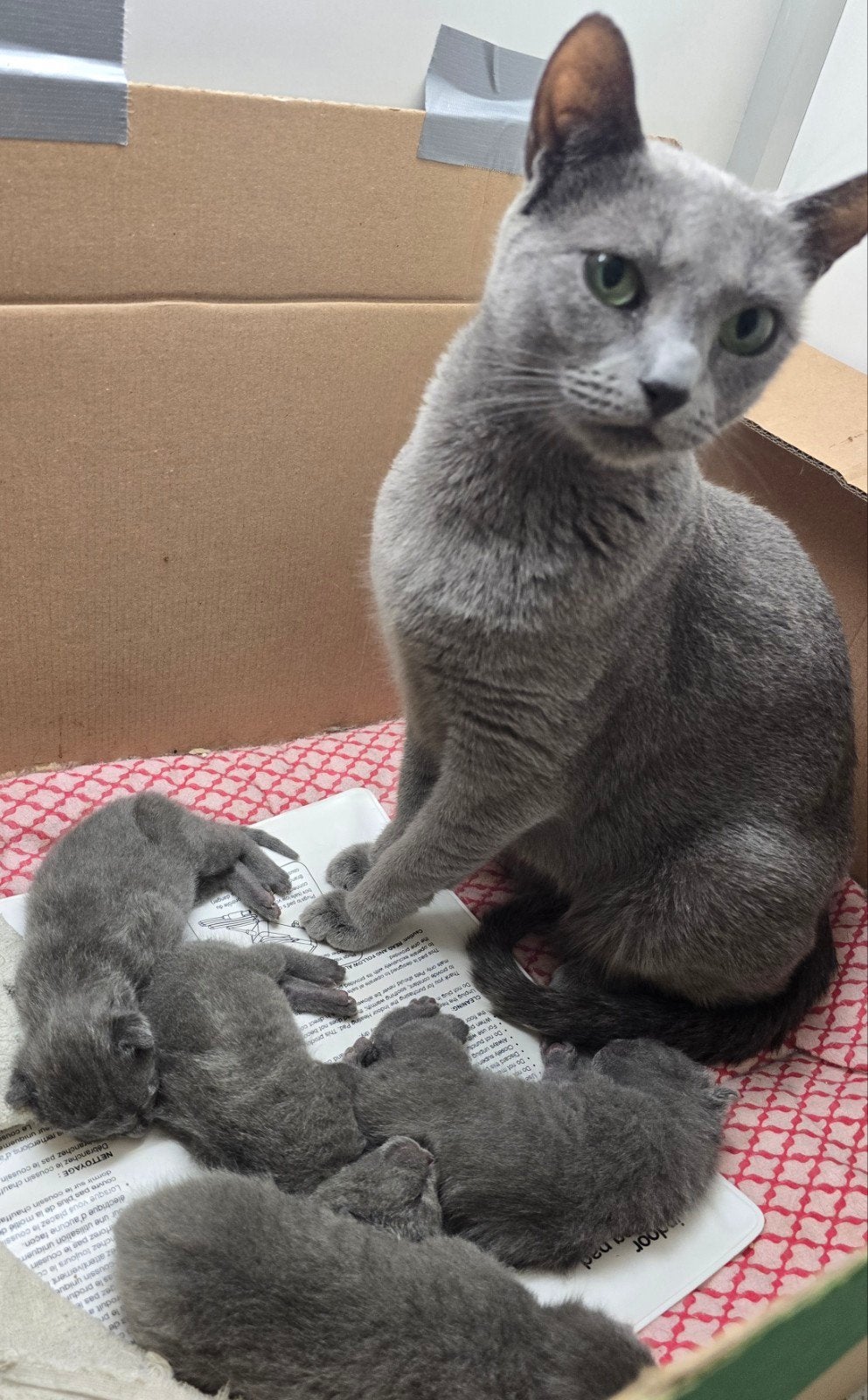 Blauwe Rus kittens, Dieren en Toebehoren, Katten en Kittens | Raskatten | Korthaar, Meerdere dieren, Gechipt, Ontwormd