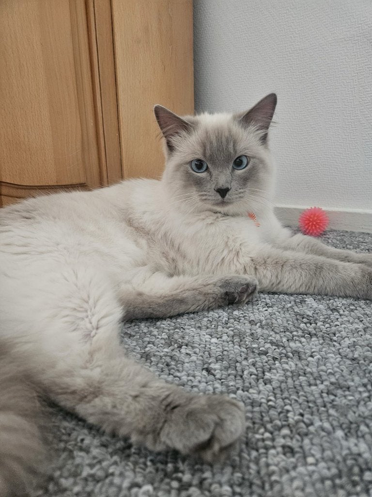 Ragdoll kater Simba - Bluepoint - 3 jaar - kerngezond, Dieren en Toebehoren, Kater, Gechipt, 3 tot 5 jaar