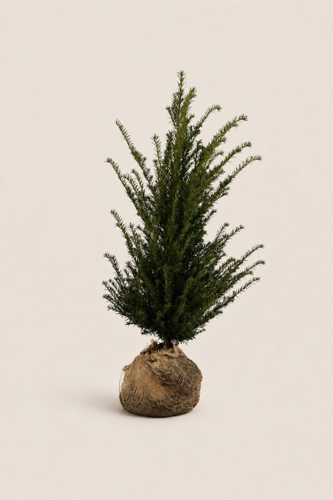 Taxus baccata 60-120 cm – Haagplanten met kluit, Ophalen of Verzenden, Taxus, Haag, Minder dan 100 cm