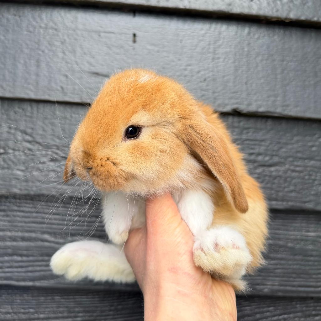 Raszuivere jonge Franse Hangoor koppels van zorgboerderij, Meerdere dieren, Groot, Hangoor, 0 tot 2 jaar