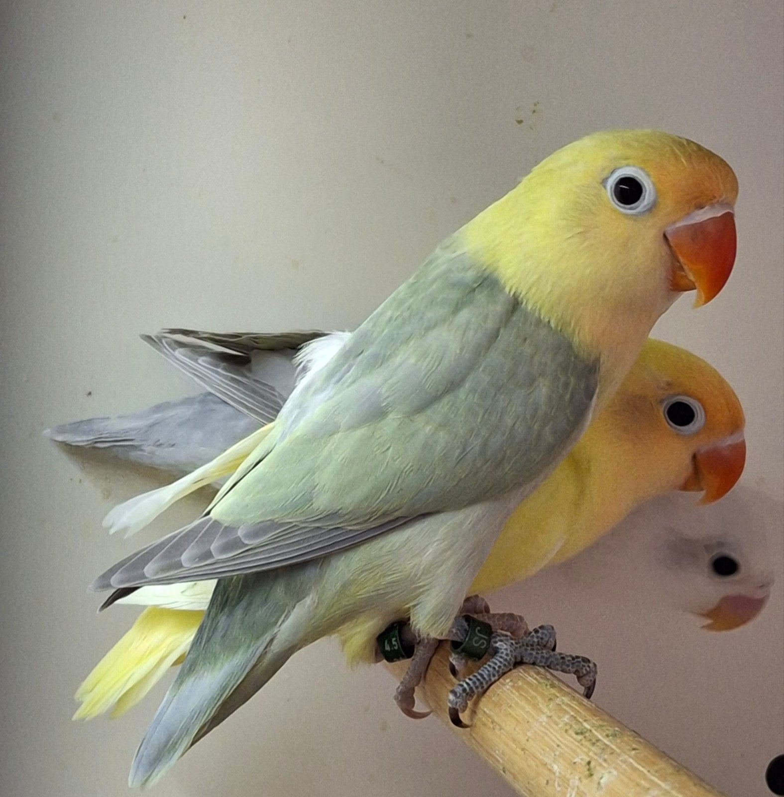 te koop Agapornis fischeri Dilute pop, Vrouwelijk, Dwergpapegaai of Agapornis, Geringd