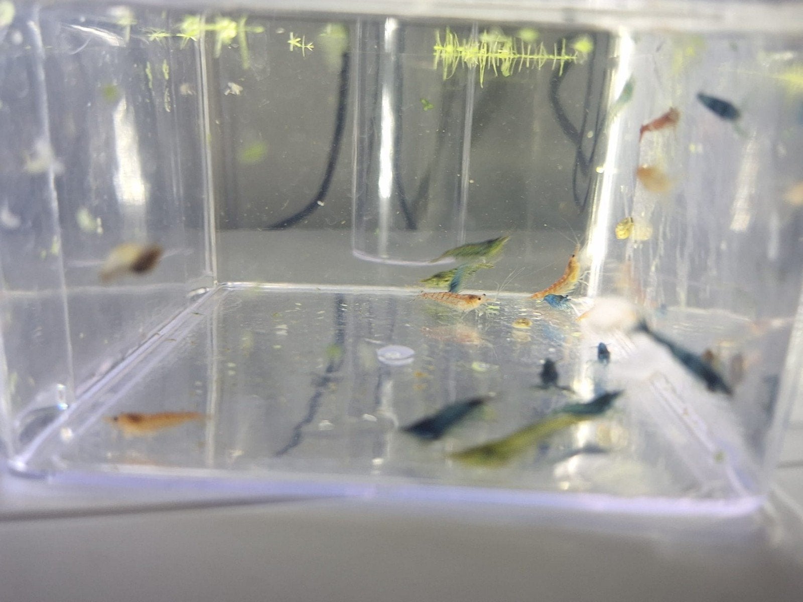 Neocaridina Garnalen mix, Dieren en Toebehoren, Vissen | Aquariumvissen, Kreeft, Krab of Garnaal, Zoetwatervis, Schoolvis