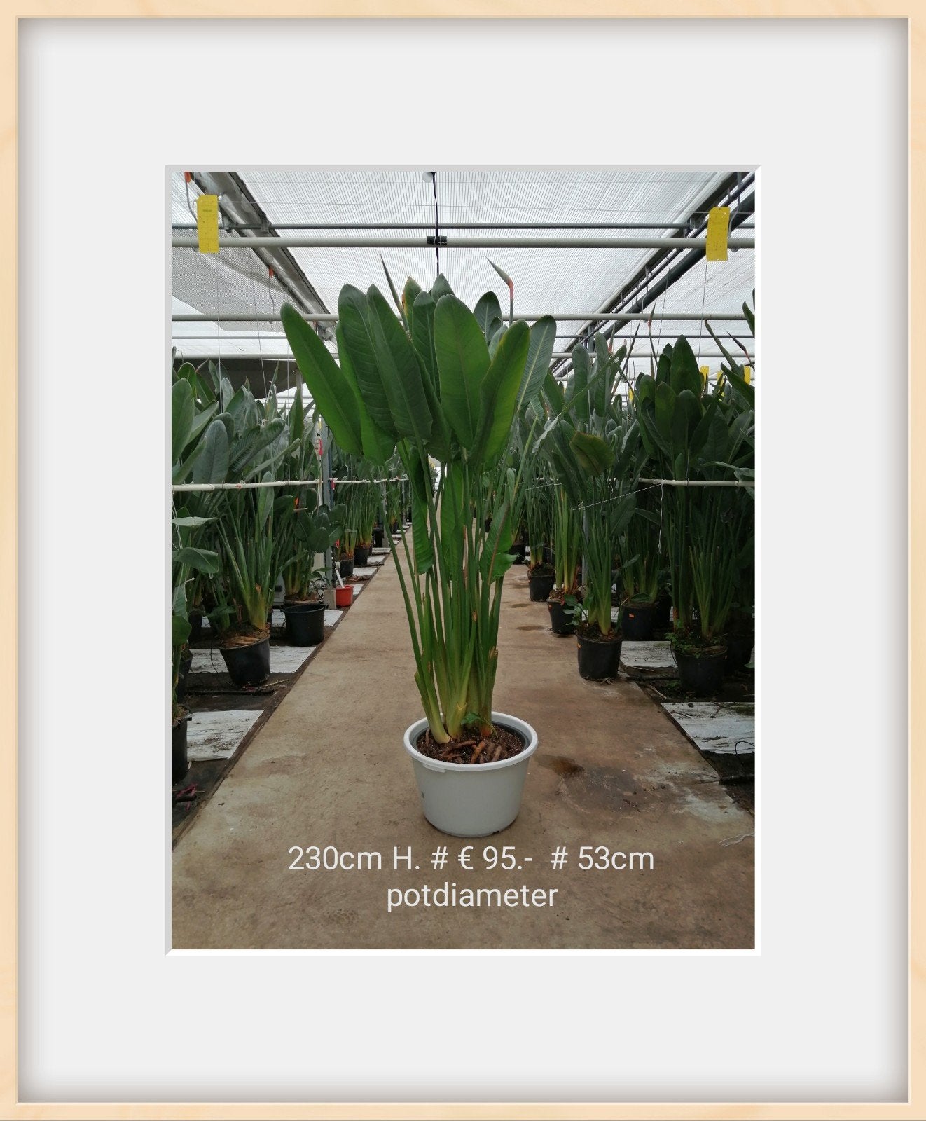 Strelitzia Reginae/ grote Kamerplant/ Paradijsvogelplant, Ophalen, Halfschaduw, Minder dan 100 cm