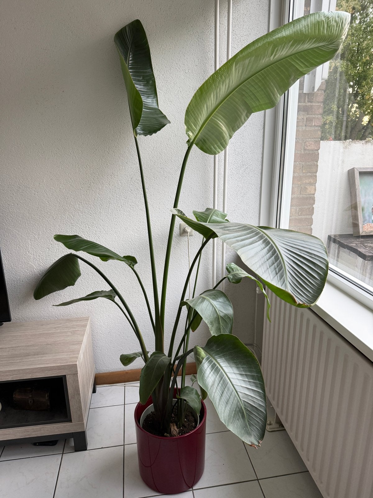 Strelitzia Nicolai - Paradijsvogelplant, Volle zon, Vaste plant, Bloeit niet, Ophalen