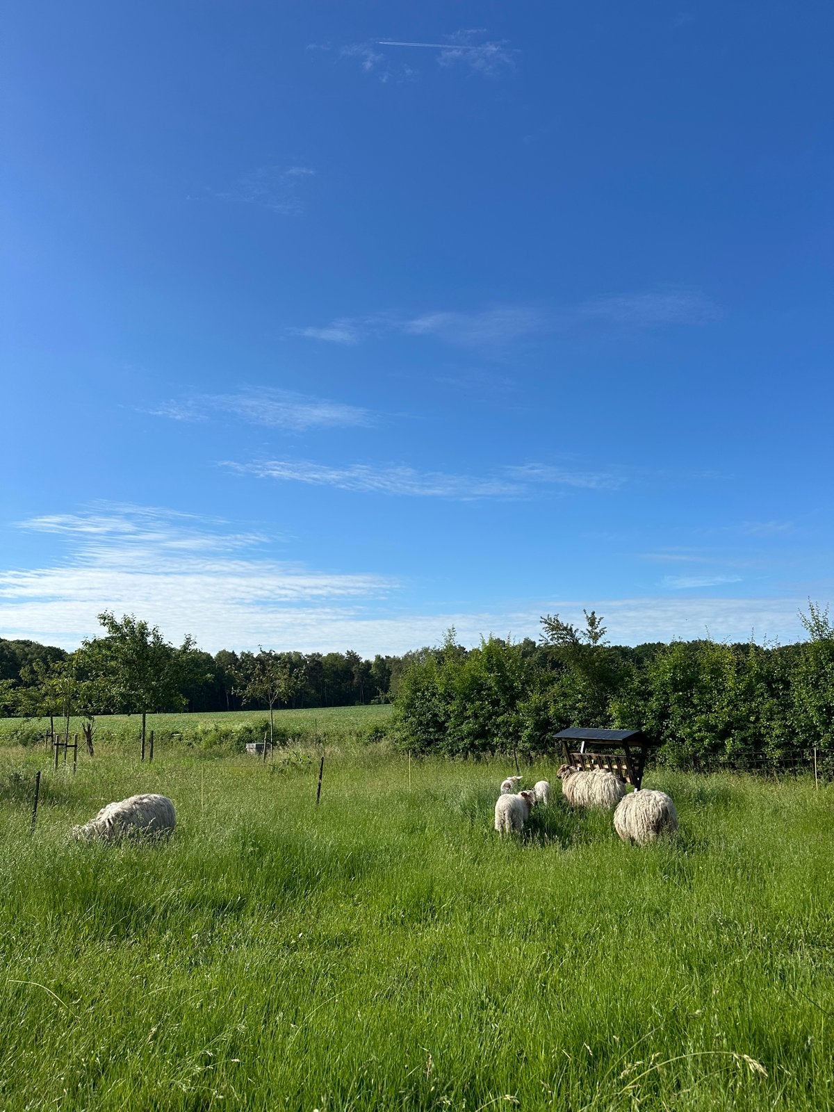 Wol van mergellander schapen twe stuks, Meerdere dieren, Schaap