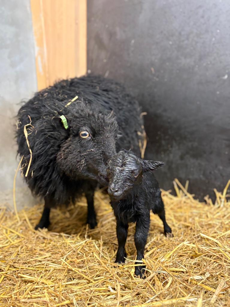 Lieve ouessant ram, Dieren en Toebehoren, Schapen, Geiten en Varkens, Mannelijk, Schaap, 0 tot 2 jaar