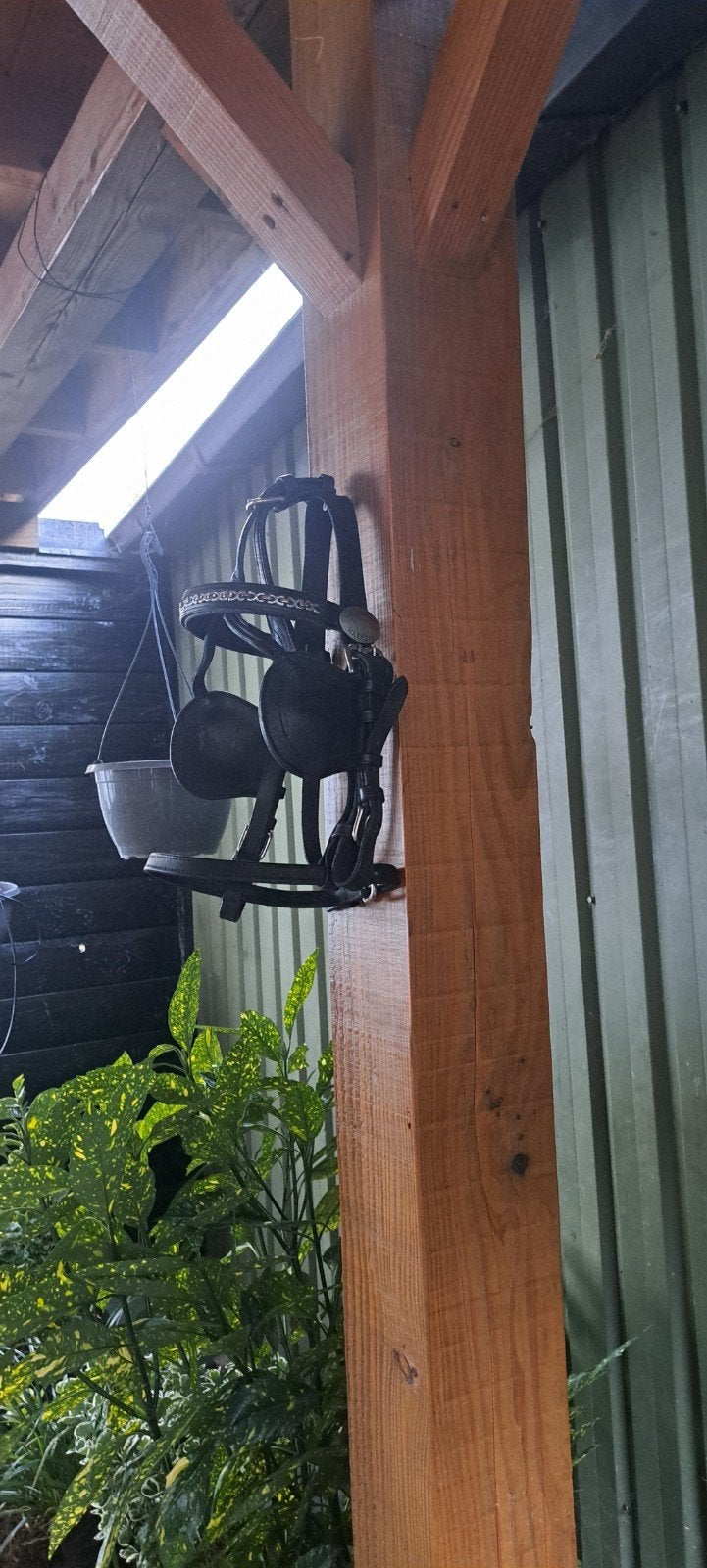 ideal menhoofdstel mini -shetlander, Dieren en Toebehoren, Ophalen of Verzenden, Mini