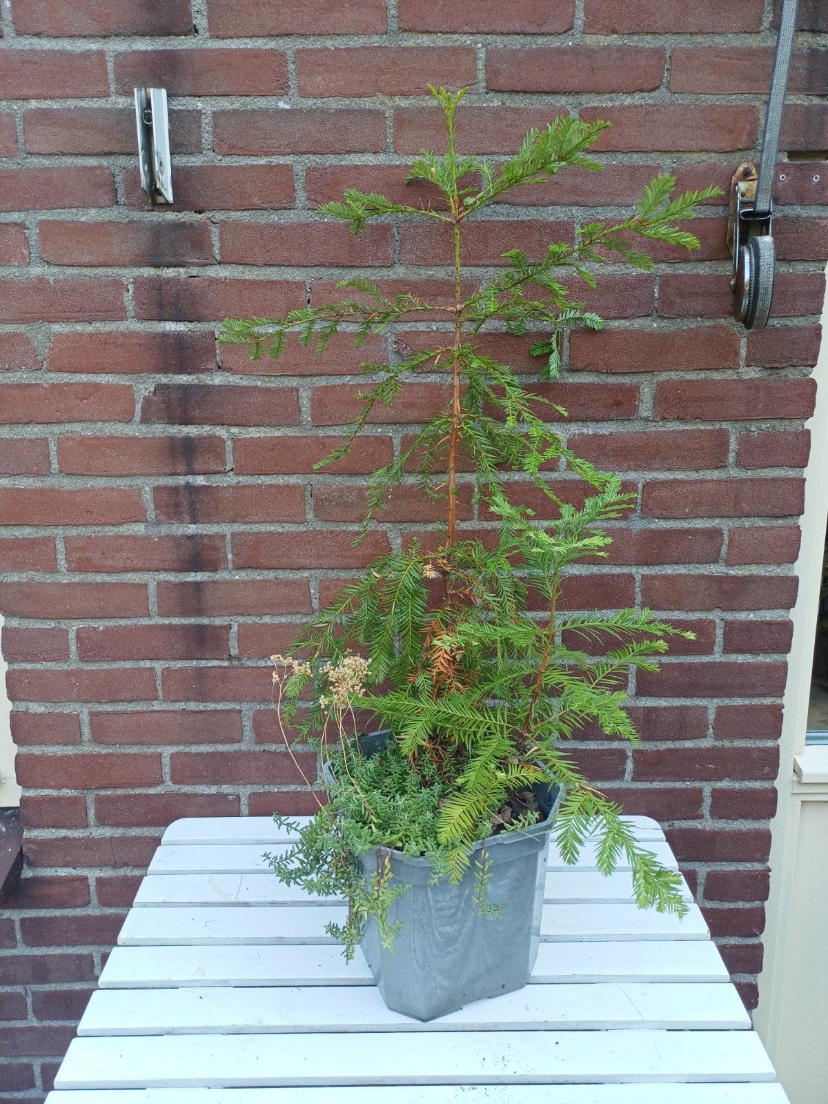Petrosedum rupestre & Metasequoia glyptostroboides in pot, Ophalen, Bodembedekkers, Volle zon, Vaste plant