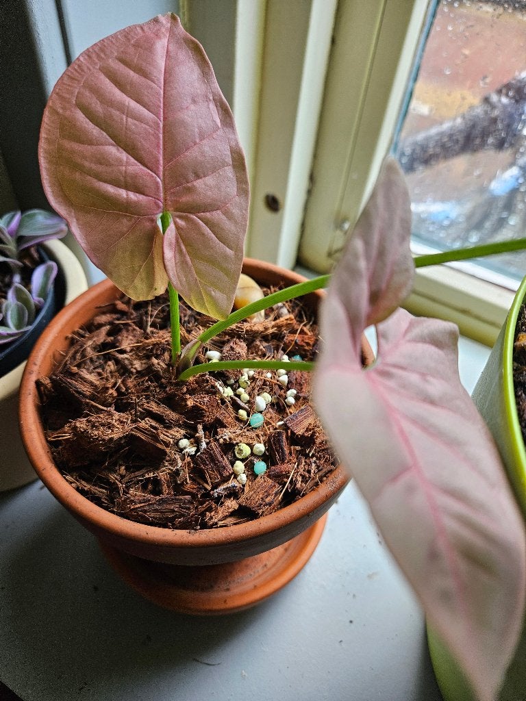 Syngonium, Ophalen, Overige soorten, Halfschaduw, Minder dan 100 cm