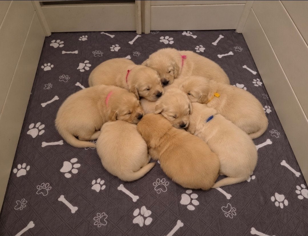 Raszuivere Golden Retriever pups, Golden retriever, Reu, 8 tot 15 weken, Eén hond